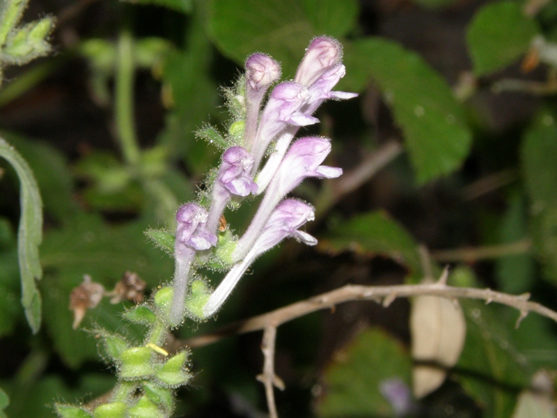 Scutellaria columnae